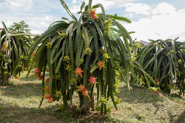 pitahaya kaktus plody